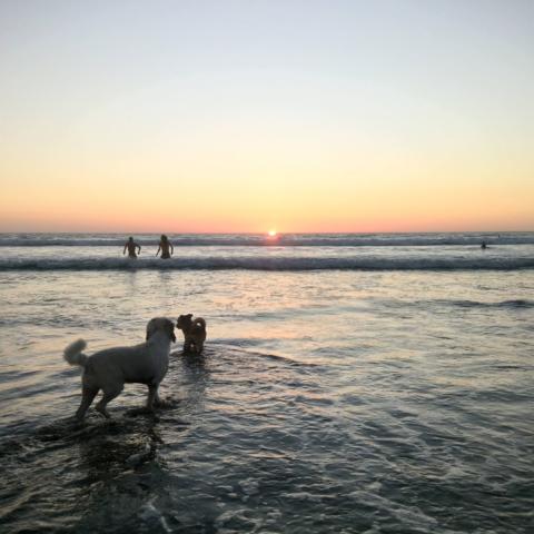 Dogs on beach